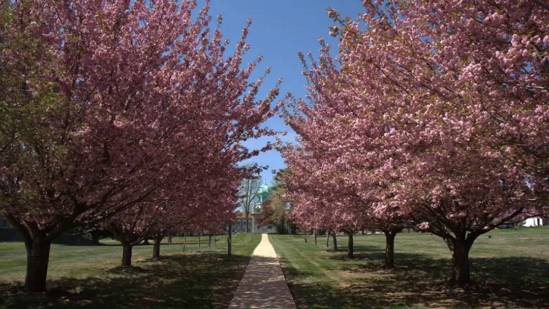 Cherry blossoms